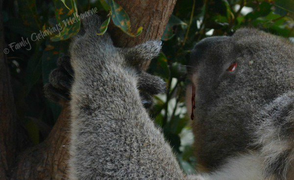 How Australia's drop bear came to be its most deadly -- and most fake --  predator